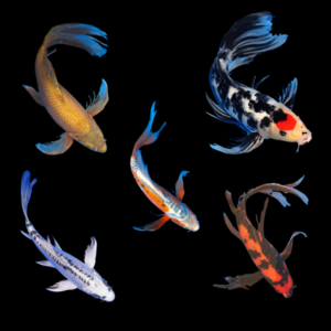 A1 Classic Butterfly Koi 10 x Assorted Butterfly Classic Koi Carp Cyprinus Carpio 15cm