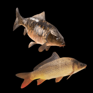 Assorted Carp Cyprinus Carpio