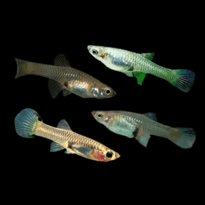 Assorted Female Endler Guppy Fish Poecilia Wingei 3cm