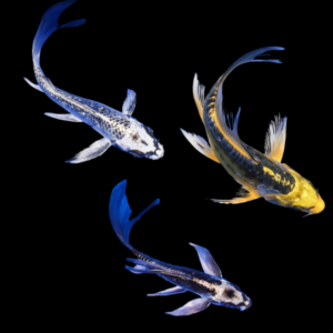 Assorted Ghost Butterfly Classic Koi Carp Cyprinus Carpio