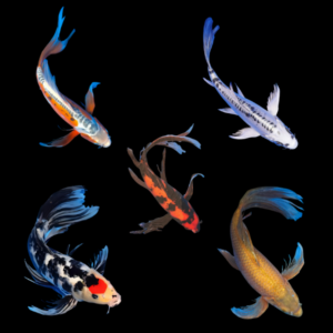 Assorted Butterfly Classic Grade B Koi Carp Cyprinus Carpio