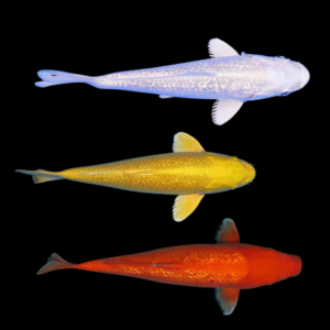 Assorted Metallic Japanese Koi Carp Cyprinus Carpio