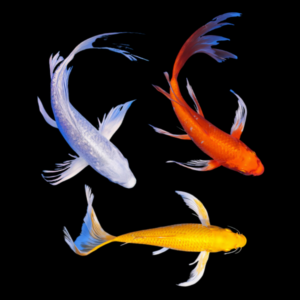 Assorted Metallic Butterfly Classic Koi Carp Cyprinus Carpio