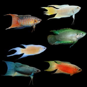 A1 Paradise Fish 10 x Assorted Paradise Fish 4cm