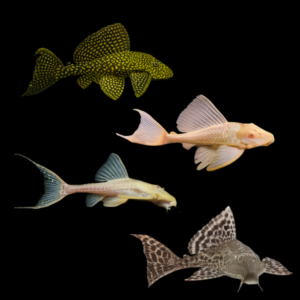 Assorted Pleco
