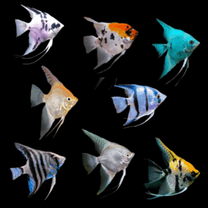 A1 Angelfish 10 x Assorted Angelfish Pterophyllum Scalare 10cm
