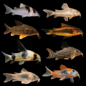A1 Corydoras 10 x Assorted Corydoras Catfish 3cm