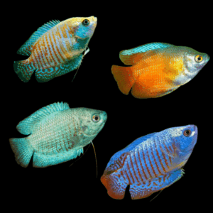 A1 Dwarf Gourami 10 x Assorted Dwarf Gourami Trichogaster lalius 5cm