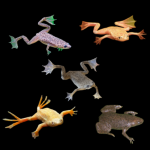 Assorted Dwarf Frog 3cm