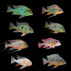 A1 Geophagus 10 x Assorted Geophagus 12cm