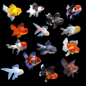 A1 Oranda 10 x Assorted Giant Oranda Grade AA Goldfish Carassius Auratus 10cm