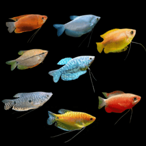A1 Gourami 10 x Assorted Gourami Osphronemidae 5cm