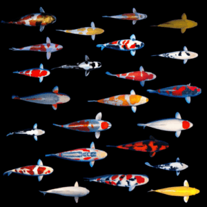 A1 Classic Koi 10 x Assorted Classic Koi Carp Cyprinus Carpio 15cm