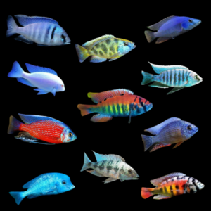 A1 Haplochromis Assorted 10 x Assorted Haplochromis Sp Malawi African Cichlids 2"