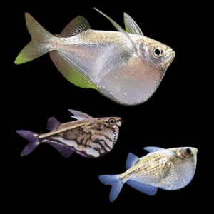 Assorted Hatchet Fish 4cm