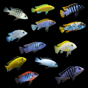A1 Labidochromis Assorted 10 x Assorted Labidochromis Lake Malawi 2"