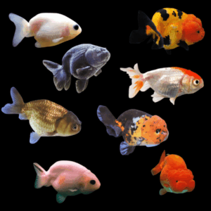 Assorted Lionhead Ranchu Goldfish Carassius Auratus 5cm