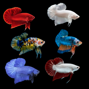 Plakat Betta Assorted Male 3cm