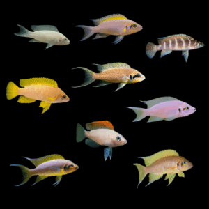 A1 Tanganyikan 10 x Assorted Neolamprologus Tanganyika African Cichlids 4cm
