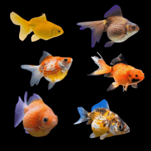 A1 Pearlscale 10 x Assorted Giant Pearlscale Grade AA Goldfish Carassius Auratus 10cm