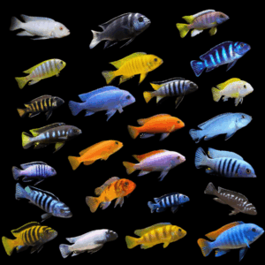 A1 Pseudotropheus Assorted 10 x Assorted Pseudotropheus Malawi African Cichlid 2"