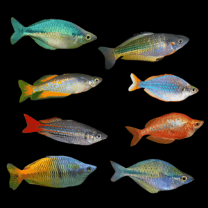 A1 Rainbow 10 x Assorted Rainbow Fish 5cm