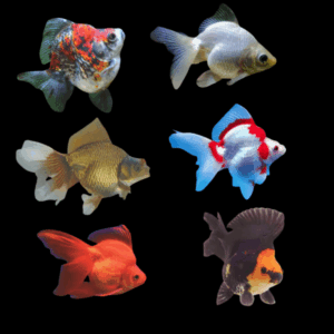 Assorted Ryukin Goldfish Carassius Auratus