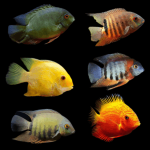 A1 Severum 10 x Assorted Severum Cichlid Heros Sp 12cm