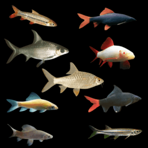 A1 Shark 10 x Assorted Freshwater Sharks 10cm