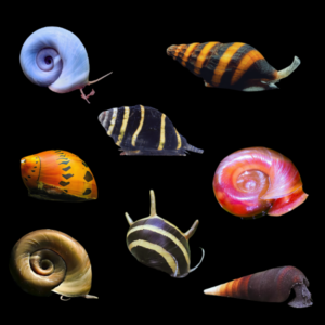 Assorted Tropical Snails 2cm