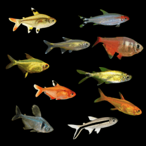 A1 Tetra 100 x Assorted Tetra 2cm