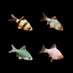 A1 Barb 50 x Assorted Barb Tiger Puntius Tetrazona 3cm