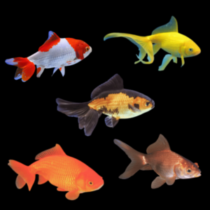 Assorted Wakin Goldfish