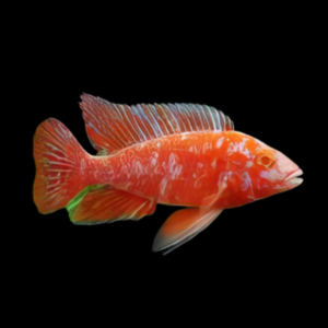 Aulonocara Albino Orange Blotch Peacock Malawi African Cichlid