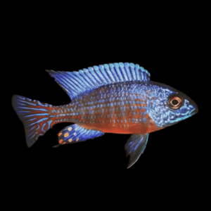 Aulonocara Stuartgranti Peacock Malawi African Cichlid