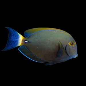 Australian Blue Tail Tang Acanthurus Dussumieri