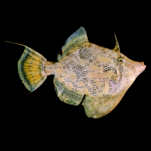 Australian Fan Belly File Fish Monacanthus Chinensis