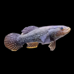 Australian Northern Spangled Gudgeon Ophiocara Porocephala 15cm
