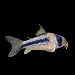 Axelrods Corydoras Axelrodi 4cm Catfish