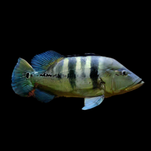 Azul Peacock Bass Cichla Piquiti
