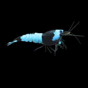 A1 High Grade Shrimp 10 x Black King Kong Blue Diamond High Grade Shrimp Caridina Sp 2cm