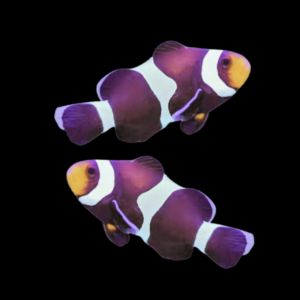 Black and White Clownfish Amphiprion Ocellaris Pair