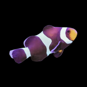 Black and White Clownfish Amphiprion Ocellaris