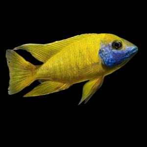 Aulonocara Baenschi Yellow Peacock Malawi African Cichlid