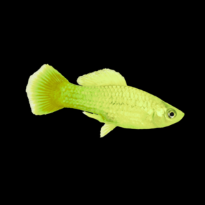 Banana Platy Xiphophorus Maculatus  3cm