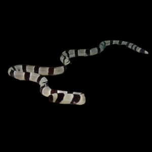 Banded Snake Eel Myrichthys Colubrinus