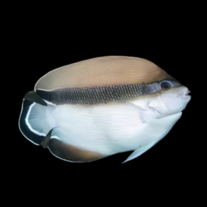 Bandit Angelfish Apolemichthys Arcuatus