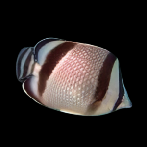 Bandit Butterfly Fish Chaetodon Humeralis