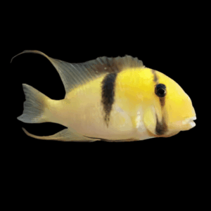 Bandit Cichlid Guianacara Dacrya 5cm