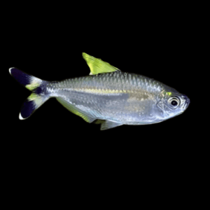 Bandtail Tetra Moenkhausia Dichroura 2cm